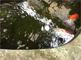 大謙館 池と鯉