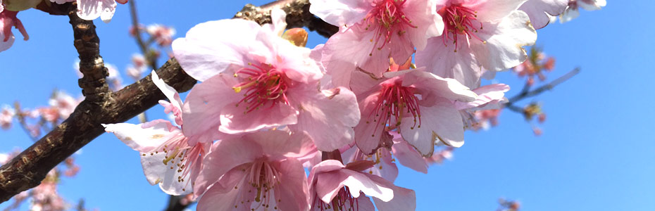 房総の桜